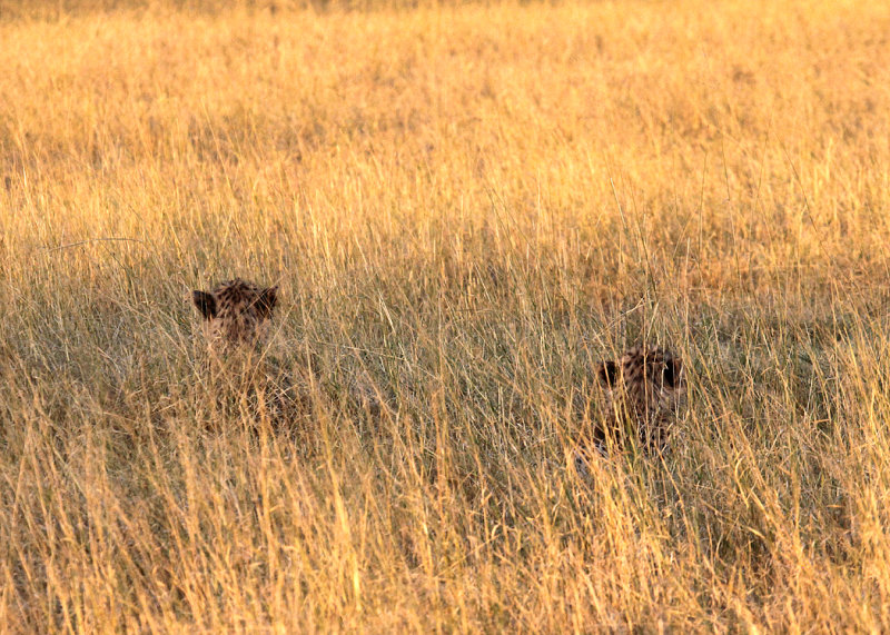 Cheetah family, Moremi Game Reserve, 2 Oct 2018