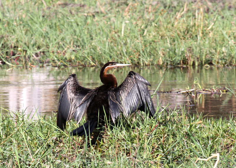 African Darter, Moremi Game Reserve, 4 Oct 2018