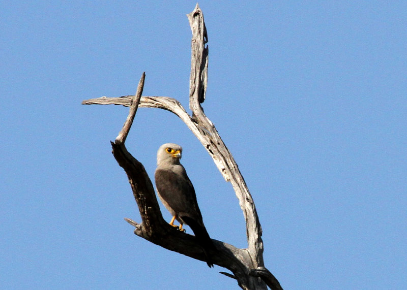 Dickinsons Kestrel, Moremi Game Reserve, 2 Oct 2018