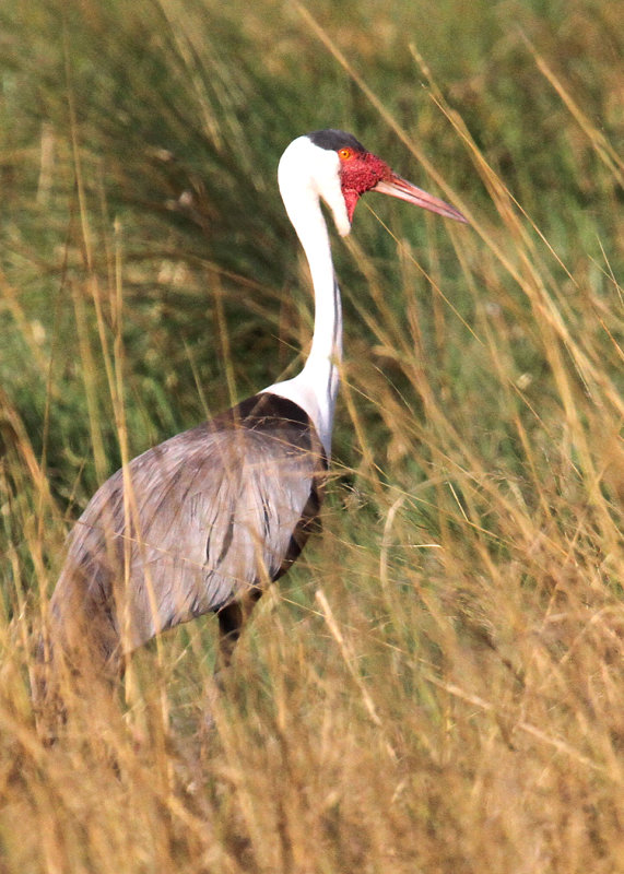 Wattled Crane, Moremi Game Reserve, 7 Oct 2018