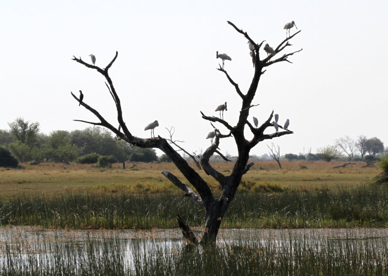 A roosting snag, Moremi Game Reserve, 2 Oct 2019