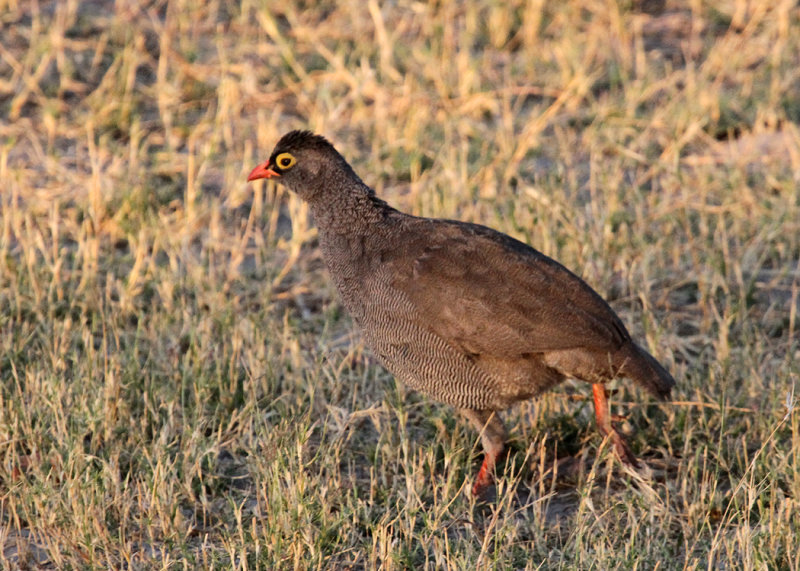 Red-billed Francolin, Moremi Game Reserve, 2 Oct 2018
