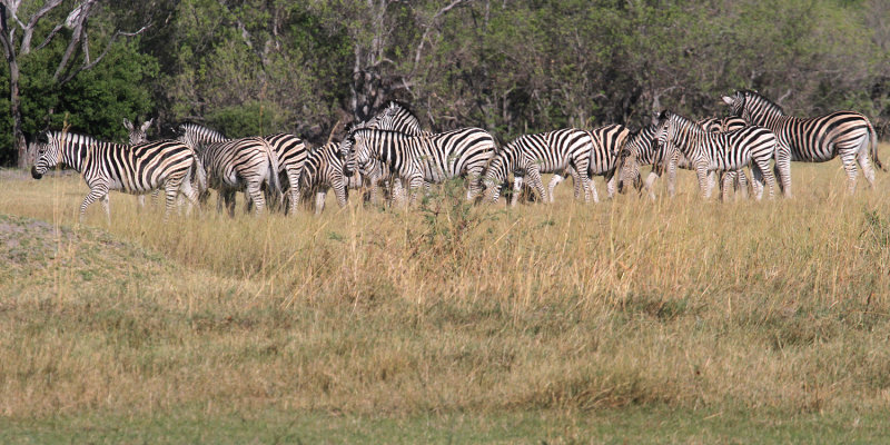 Burchells Zebras, Moremi Game Reserve, 2 October 2018
