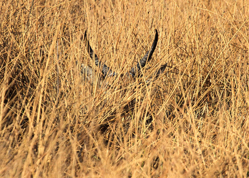 Southern Reedbuck, Moremi Game Reserve, 4 Oct 2018