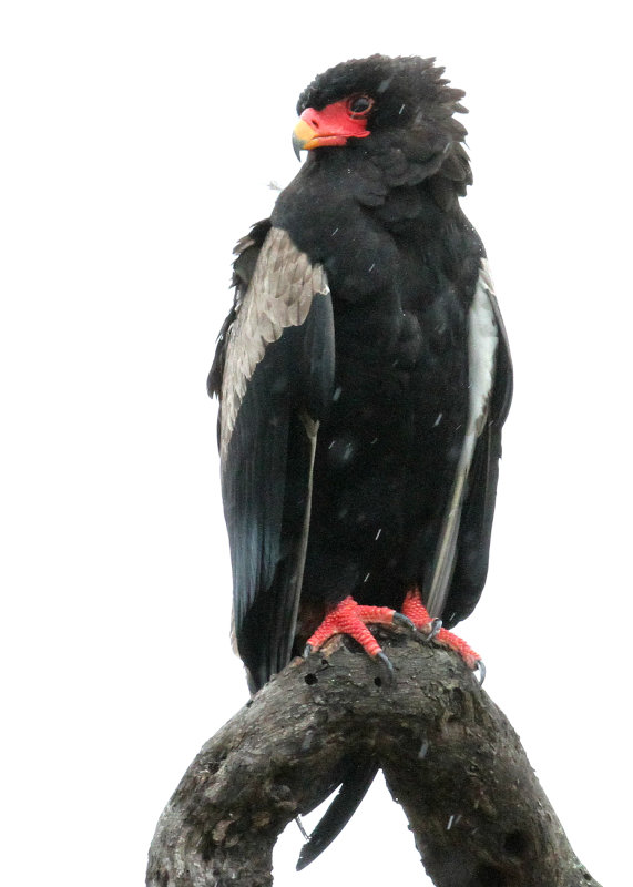 Adult Bateleur, Sarengeti, 14 Mar 2014