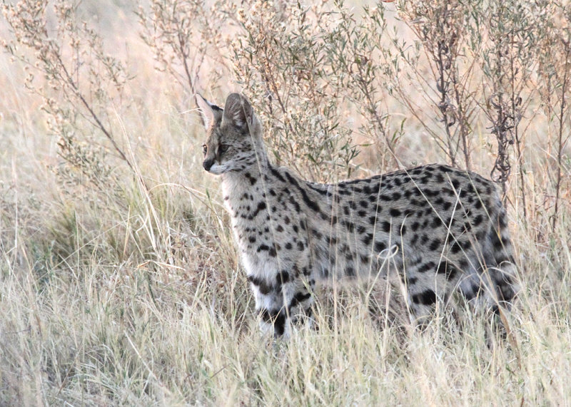 Serval, Moremi Game Reserve, 6 Oct 2018