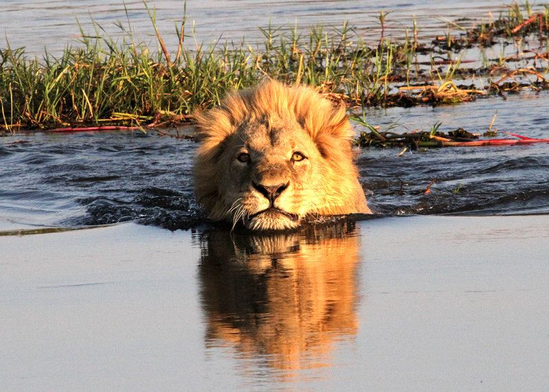 Lion crossing Khwai River, Moremi Game Reserve, 7 Oct 2018