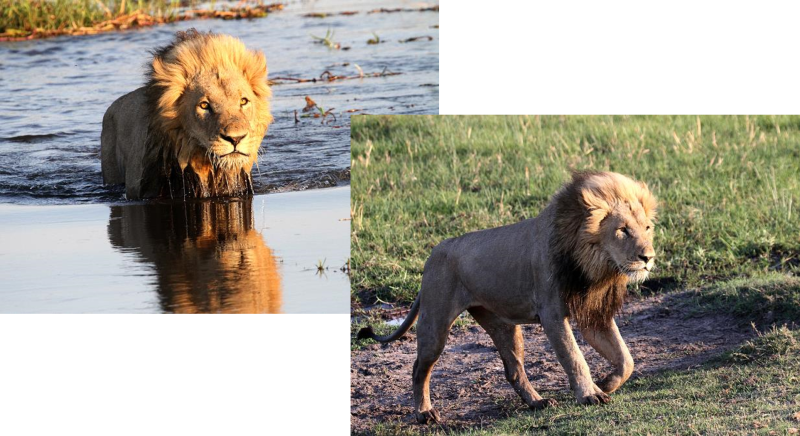 Lion crossing Khwai River, Moremi Game Reserve, 7 Oct 2018