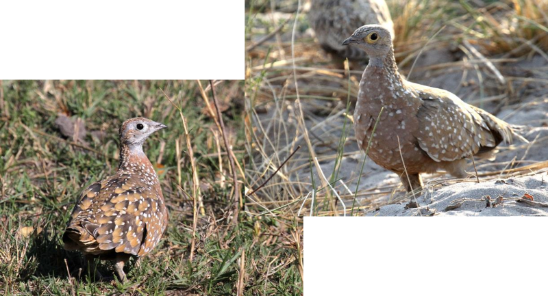 Burchells Sandgrouse, vicinity of Lagoon Lodge, 8 Oct 2018