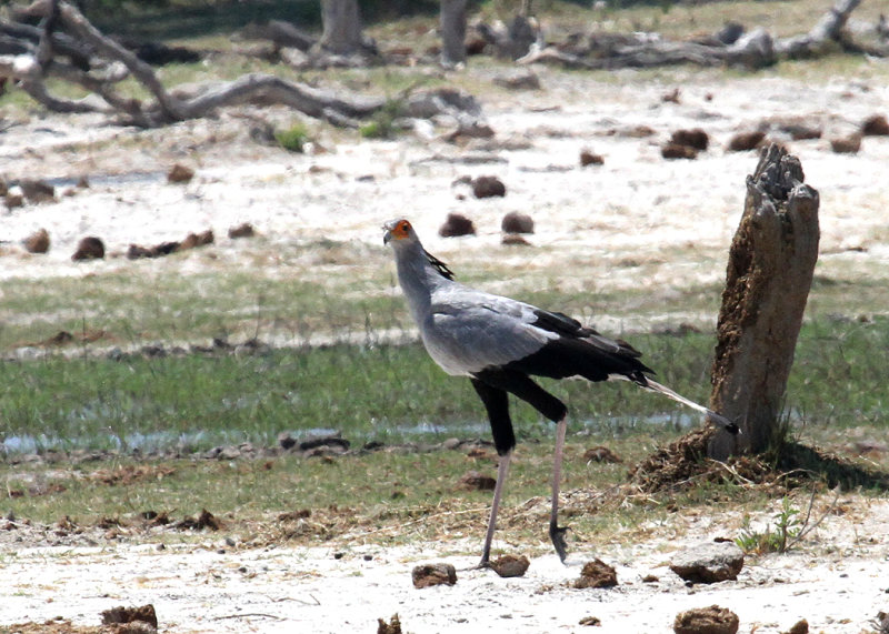 Secretarybird, vicinity of Lagoon Lodge, 8 Oct 2018