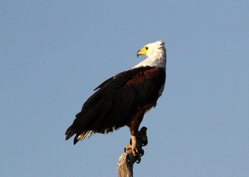 African Fish-Eagle, Chobe River, 9 Oct 2018