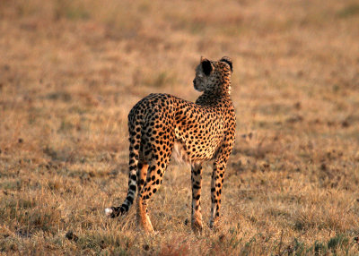 Cheetah, Nxai Pan NP, 30 Sep 2018