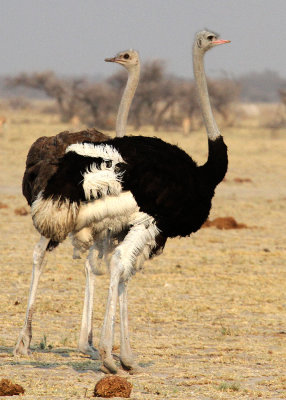 Common Ostriches, Nxai Pan NP, 28 Sep 2018