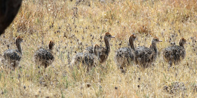 Common Ostrich chicks, Nxai Pan NP, 30 Sep 2018
