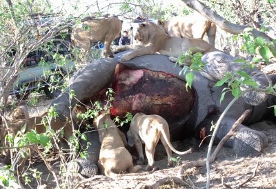 Pride of Lions on Elephant carcass, Moremi Game Reserve, 2 Oct 2018