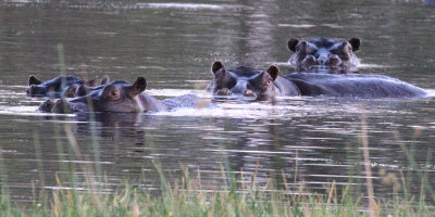 Hippos, Moremi Game Reserve, 2 Oct 2018