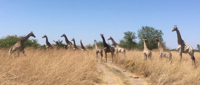 Giraffes, Moremi Game Reserve, 3 Oct 2018