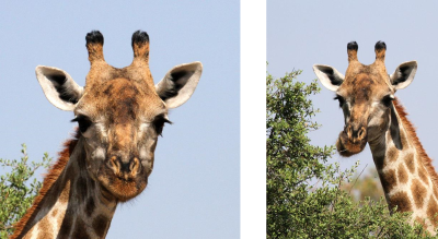 Giraffes, Moremi Game Reserve, 2 Oct 2018