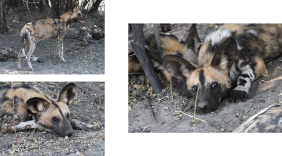 African Wild Dogs, Moremi Game Reserve, 3 Oct 2018