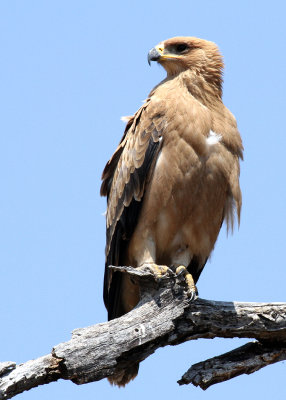 Tawny Eagle, Moremi Game Reserve, 5 Oct 2018
