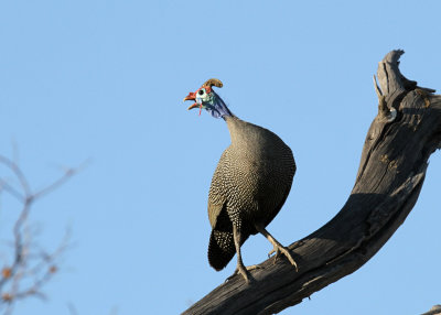 Helmeted Guineafowl, Moremi Game Reserve, 2 Oct 2018