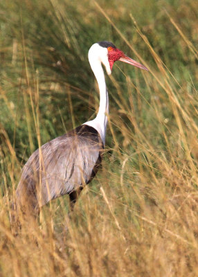 Wattled Crane, Moremi Game Reserve, 7 Oct 2018