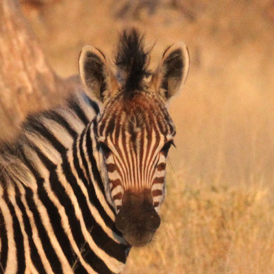 Burchell's Zebra youngster, Moremi Game Reserve, 4 Oct 2018