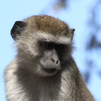 Vervet Monkey, Moremi Game Reserve, 5 Oct 2018