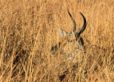 Southern Reedbuck, Moremi Game Reserve, 4 Oct 2018
