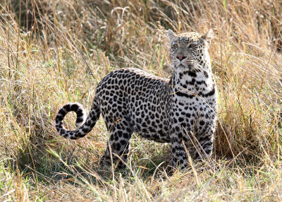 Leopard, Moremi Game Reserve, 4 Oct 2018