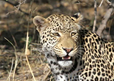 Leopard, Moremi Game Reserve, 4 Oct 2018