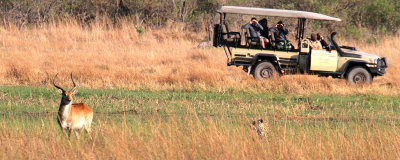 Leopard, Moremi Game Reserve, 5 Oct 2018