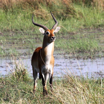 Red Lechwe, Moremi Game Reserve, 7 Oct 2018