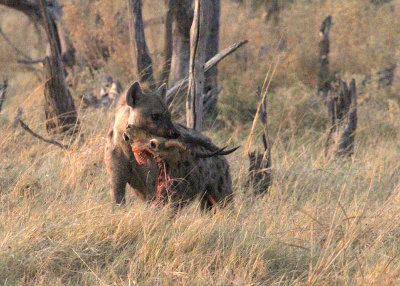 Spotted Hyena, Moremi Game Reserve, 5 Oct 2018