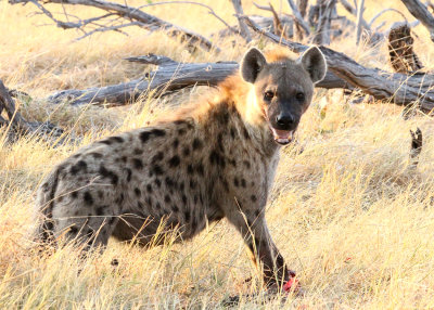 Spotted Hyena, Moremi Game Reserve, 5 Oct 2018