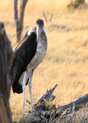 Juvenile Marabou Stork, Moremi Game Reserve, 5 Oct 2018