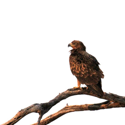 Juvenile Bateleur, Moremi Game Reserve, 5 Oct 2018