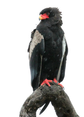 Adult Bateleur, Sarengeti, 14 Mar 2014