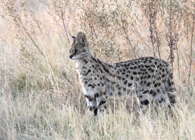 Serval, Moremi Game Reserve, 6 Oct 2018