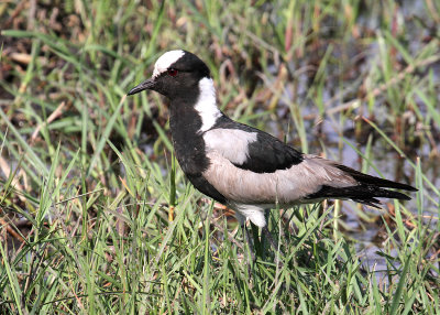 Blacksmith Lapwing, Moremi Game Reserve, 6 Oct 2018