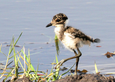 Blacksmith Lapwing chick, Moremi Game Reserve, 6 Oct 2018
