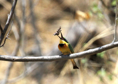 Little Bee-eater, Moremi Game Reserve, 5 Oct 2018