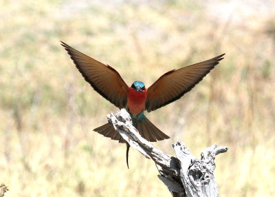 Southern Carmine Bee-eater, Moremi Game Reserve, 5 Oct 2018