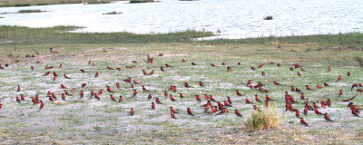 Southern Carmine Bee-eaters, vicinity of Lagoon Lodge, 7 Oct 2018