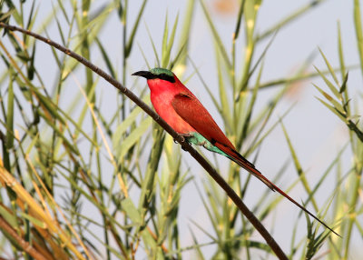 Southern Carmine Bee-eater, Chobe River, 10 Oct 2018