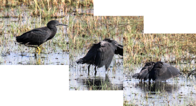 Black Heron, vicinity of Lagoon Lodge, 8 Oct 2018