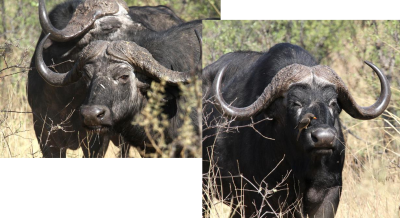 African Buffaloes, vicinity of Lagoon Lodge, 8 Oct 2018