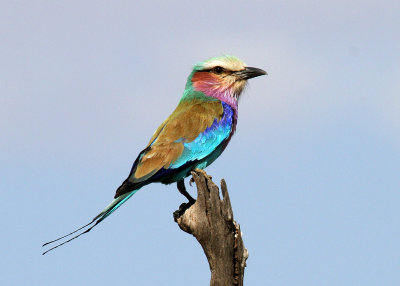 Lilac-breasted Roller, Moremi Game Reserve, 6 Oct 2018