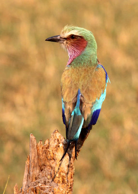 Lilac-breasted Roller, vicinity of Lagoon Lodge, 8 Oct 2018
