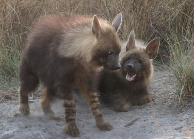 Brown Hyenas, vicinity of Lagoon Lodge, 9 Oct 2018